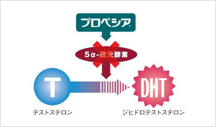 プロペシアの作用機序（MSD株式会社より）